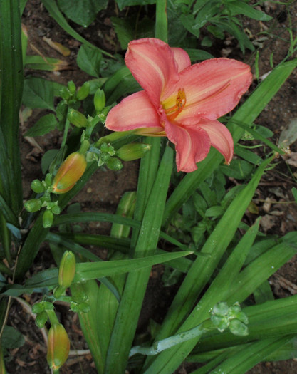 Elaine Strutt - Hemerocallis2012