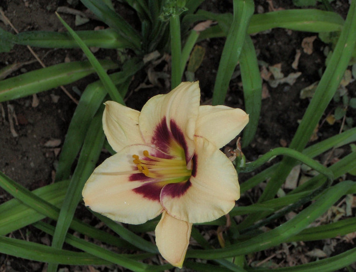 Blueberry Candy sau Pandora s Box - Hemerocallis2012