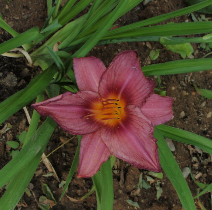 summer wine2 - Hemerocallis2012