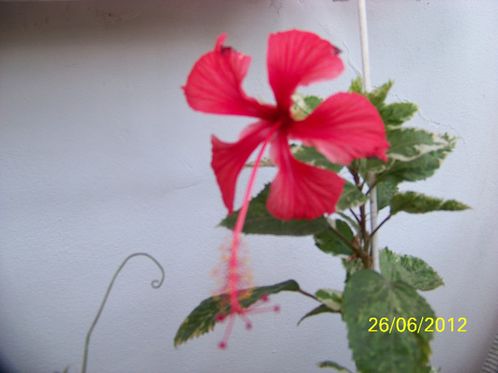 344_6749 - Flori 2012