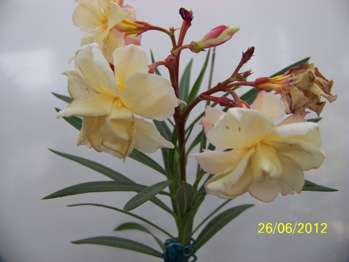 344_6747 - Flori 2012