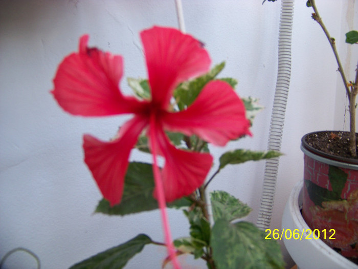 344_6748 - Flori 2012