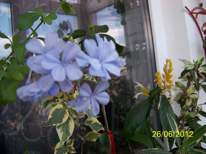 344_6751 - Flori 2012