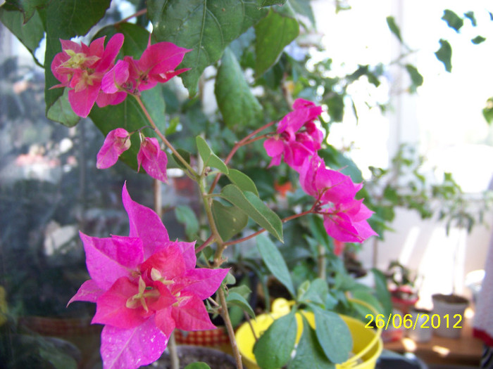 344_6752 - Flori 2012