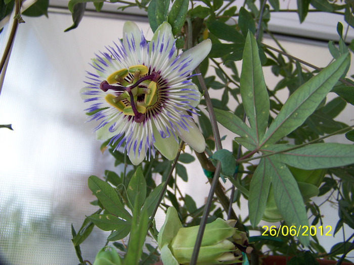 344_6755 - Flori 2012