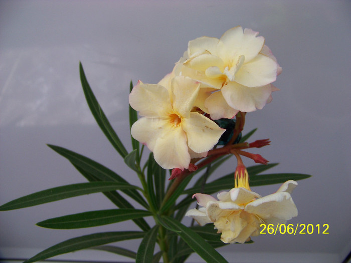 344_6758 - Flori 2012