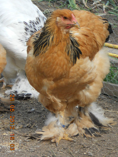 002 - tineret 2012