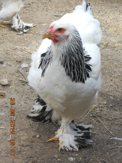 007 - tineret 2012