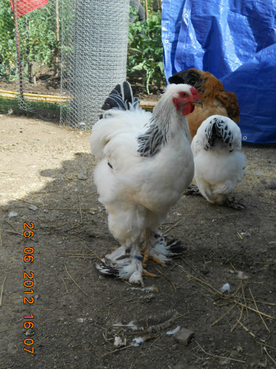 009 - tineret 2012