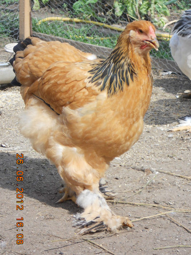 011 - tineret 2012