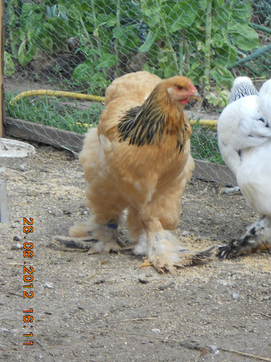 014 - tineret 2012