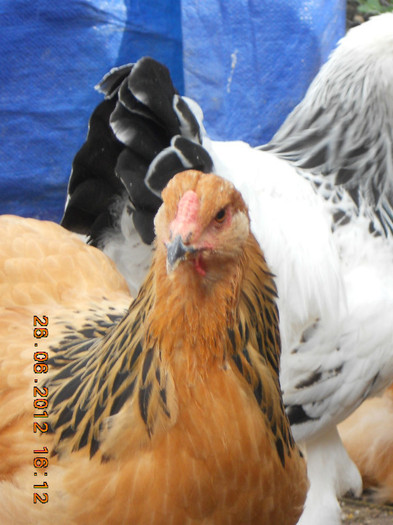 015 - tineret 2012