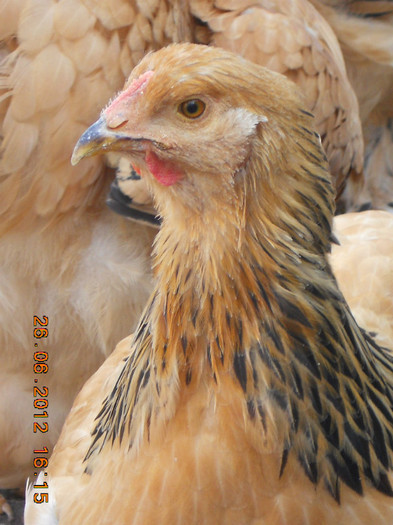 018 - tineret 2012