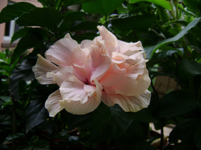 DSC08964