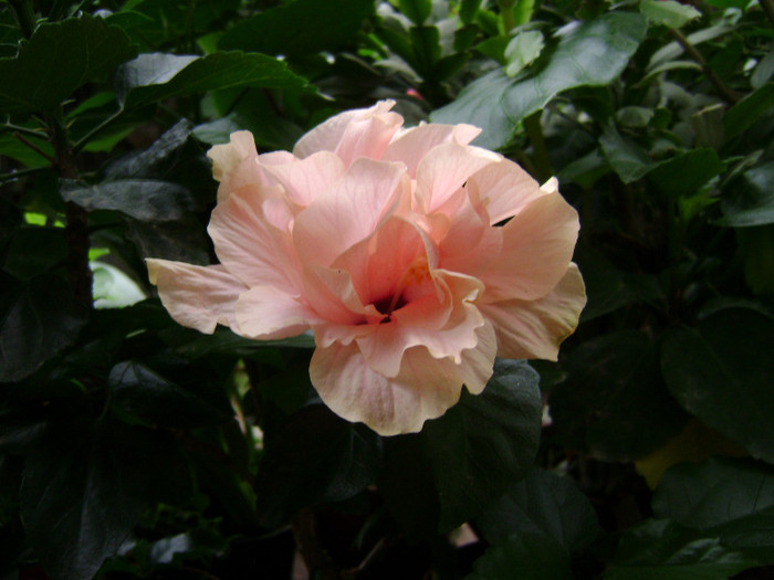 DSC08956