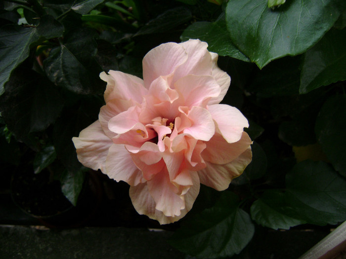 DSC08958
