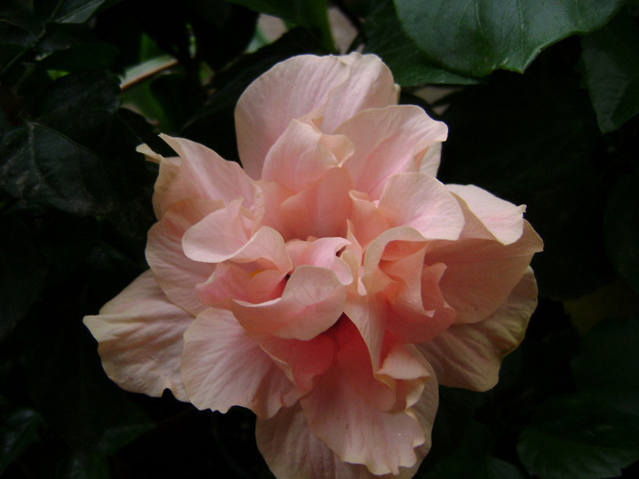 DSC08960