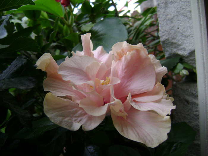 DSC08961 - hibiscus 2012