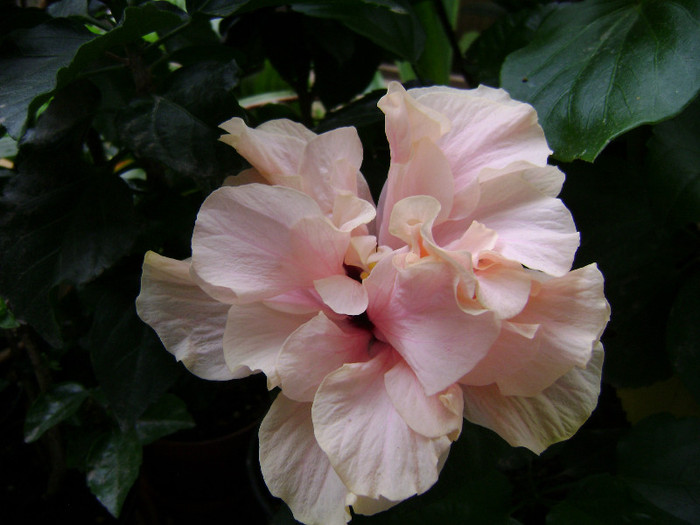 DSC08963 - hibiscus 2012