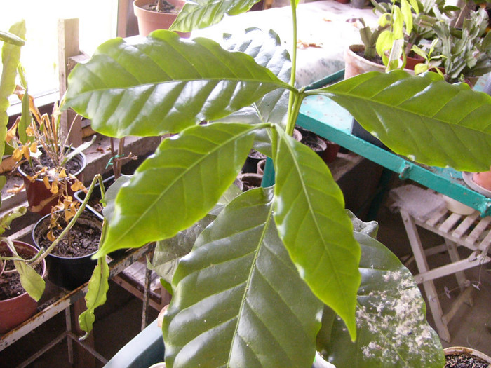 Arborele de cafea - citrice si alti arbori