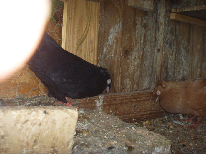 SSL15983 - Jucator bimotat de Ardeal