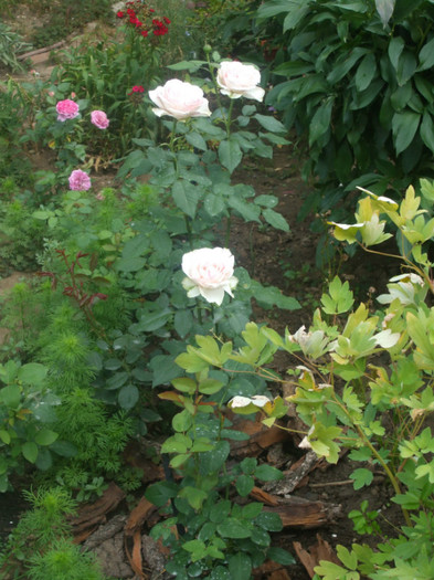 Rose Optimiste