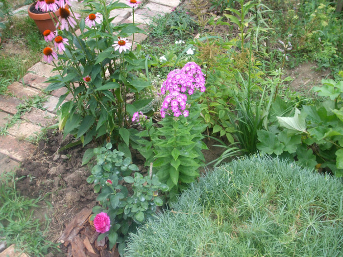flori 2012 826