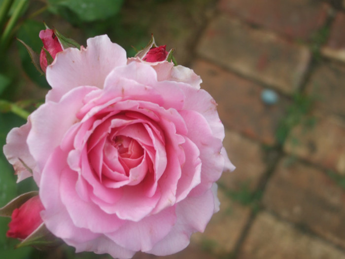 Florajet