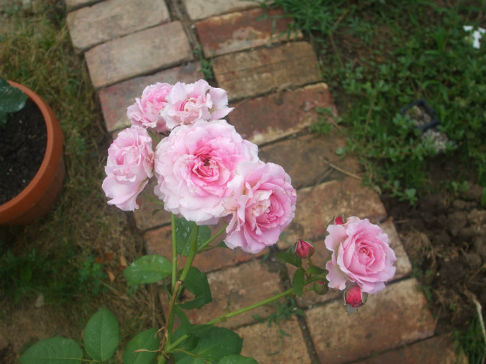 Florajet