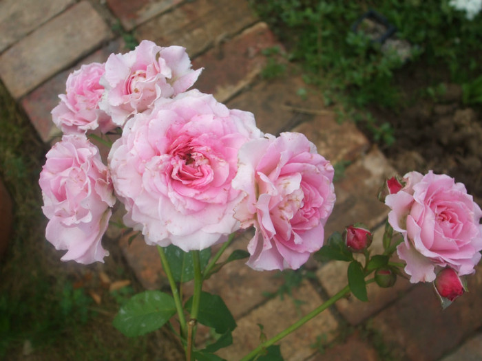 Florajet