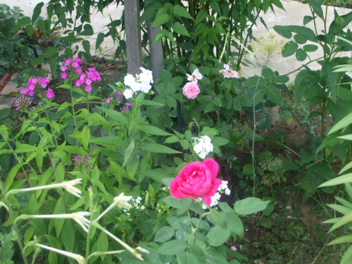 flori 2012 827