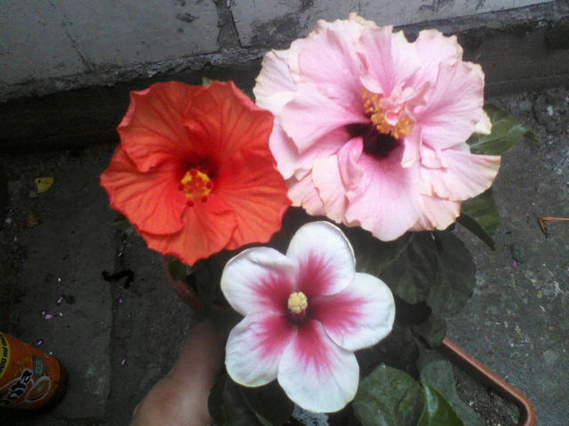 P26-06-12_11.48 - hibiscus