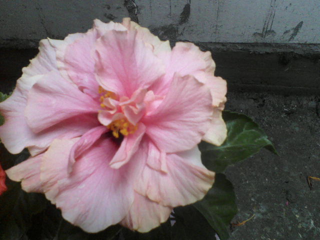 P26-06-12_11.48[1] - hibiscus