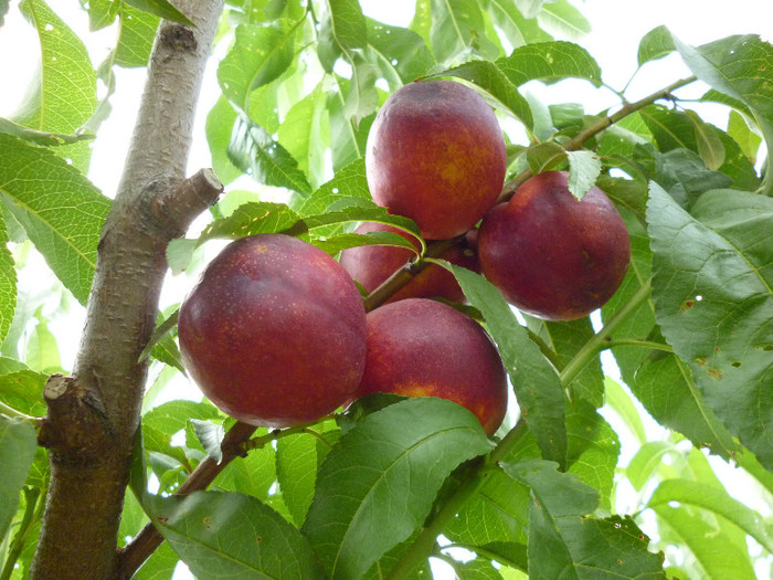 nectarinele de inceput de iulie s-au copt in iunie