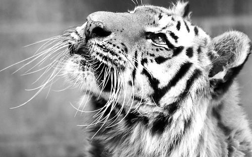 532627_414313385274285_698319917_n