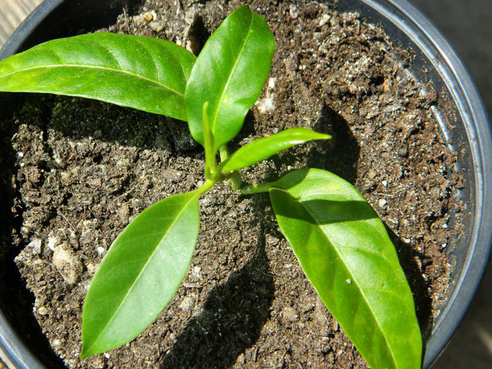 DSCN5595 - Hoya multiflora