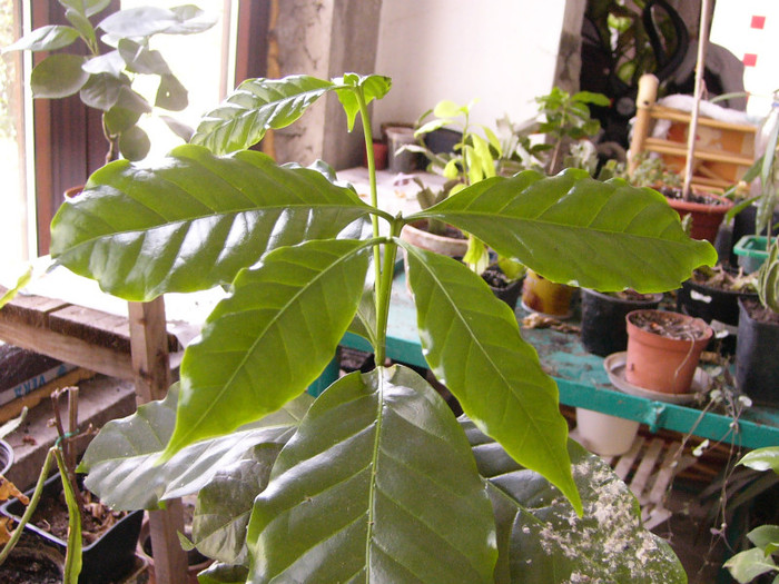 Arborele de cafea - citrice si alti arbori