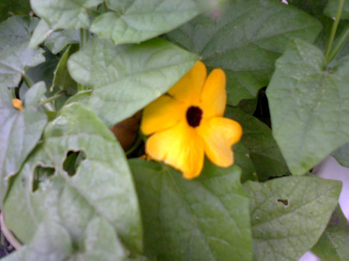 Fotografie0088 - flori de gradina 2012