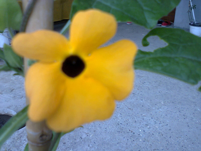 Fotografie0089 - flori de gradina 2012