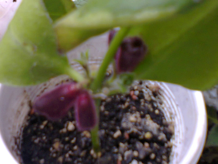 aeschinanthus