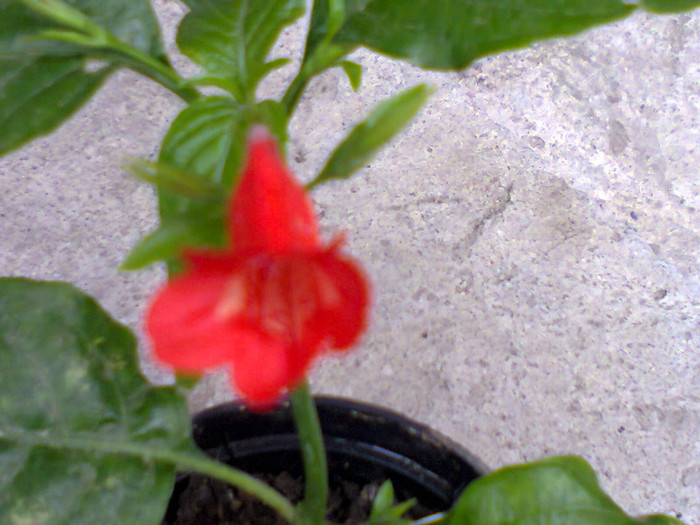 ruellia graecizans