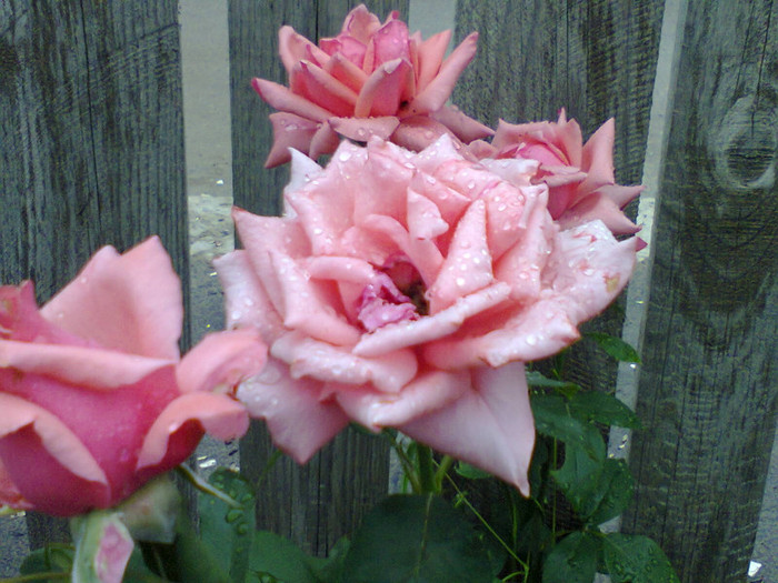 Fotografie0123 - roze2012