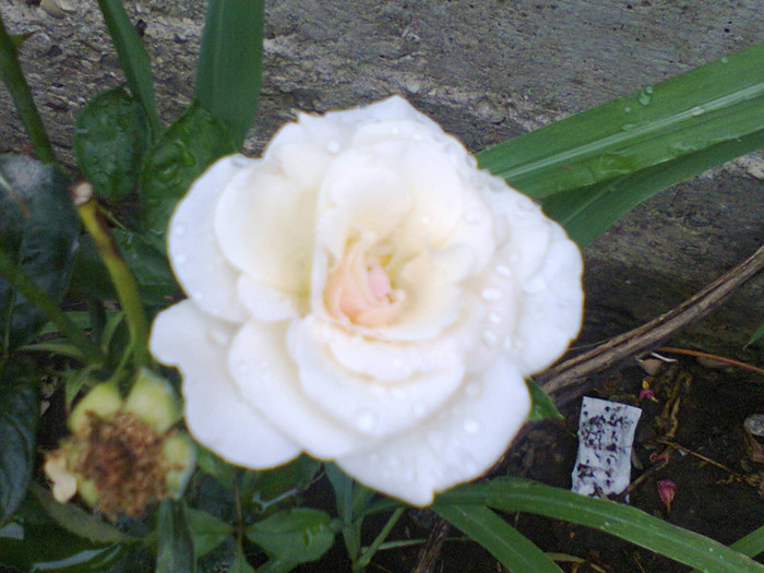 Fotografie0124 - roze2012
