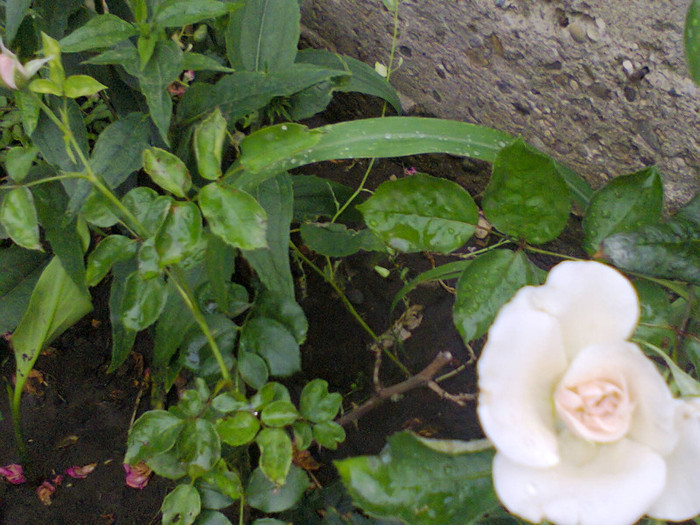 Fotografie0125 - roze2012