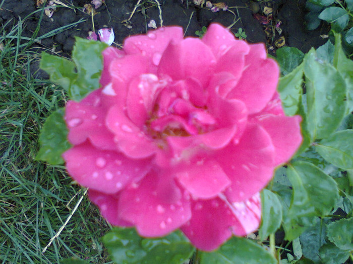 Fotografie0126 - roze2012