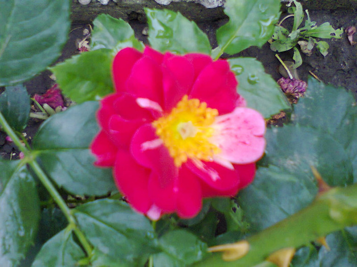 Fotografie0127 - roze2012