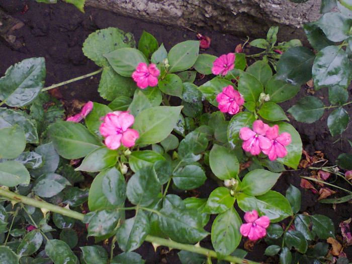 Fotografie0128 - roze2012