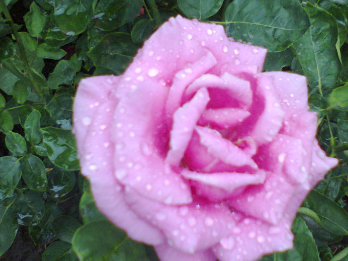 Fotografie0130 - roze2012