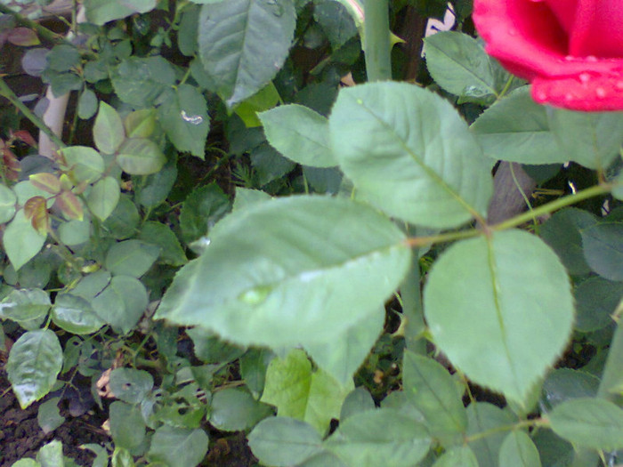 Fotografie0132 - roze2012