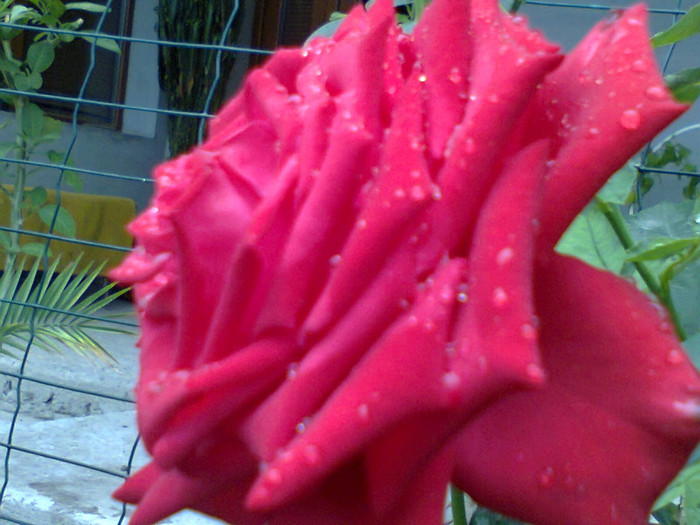 Fotografie0133 - roze2012